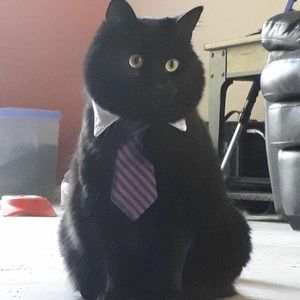 Meet your Posher, Hector
